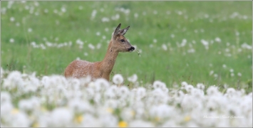<p>SRNEC OBECNÝ (Capreolus capreolus) Šluknovsko - Jiříkov /European roe deer - Reh/</p>